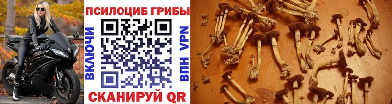 продажа наркотиков Вышний Волочёк Галлюциногенные грибы мицелий